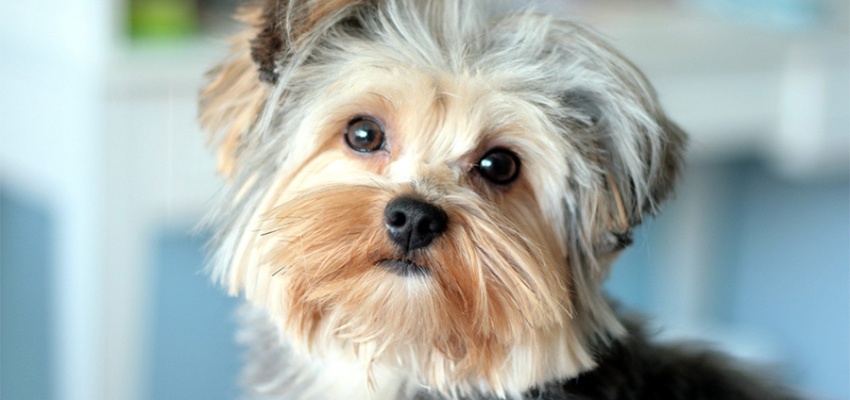 Dedektör Köpek Eğitmenliği Eğitimi